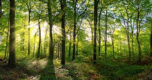 sustentabilidade