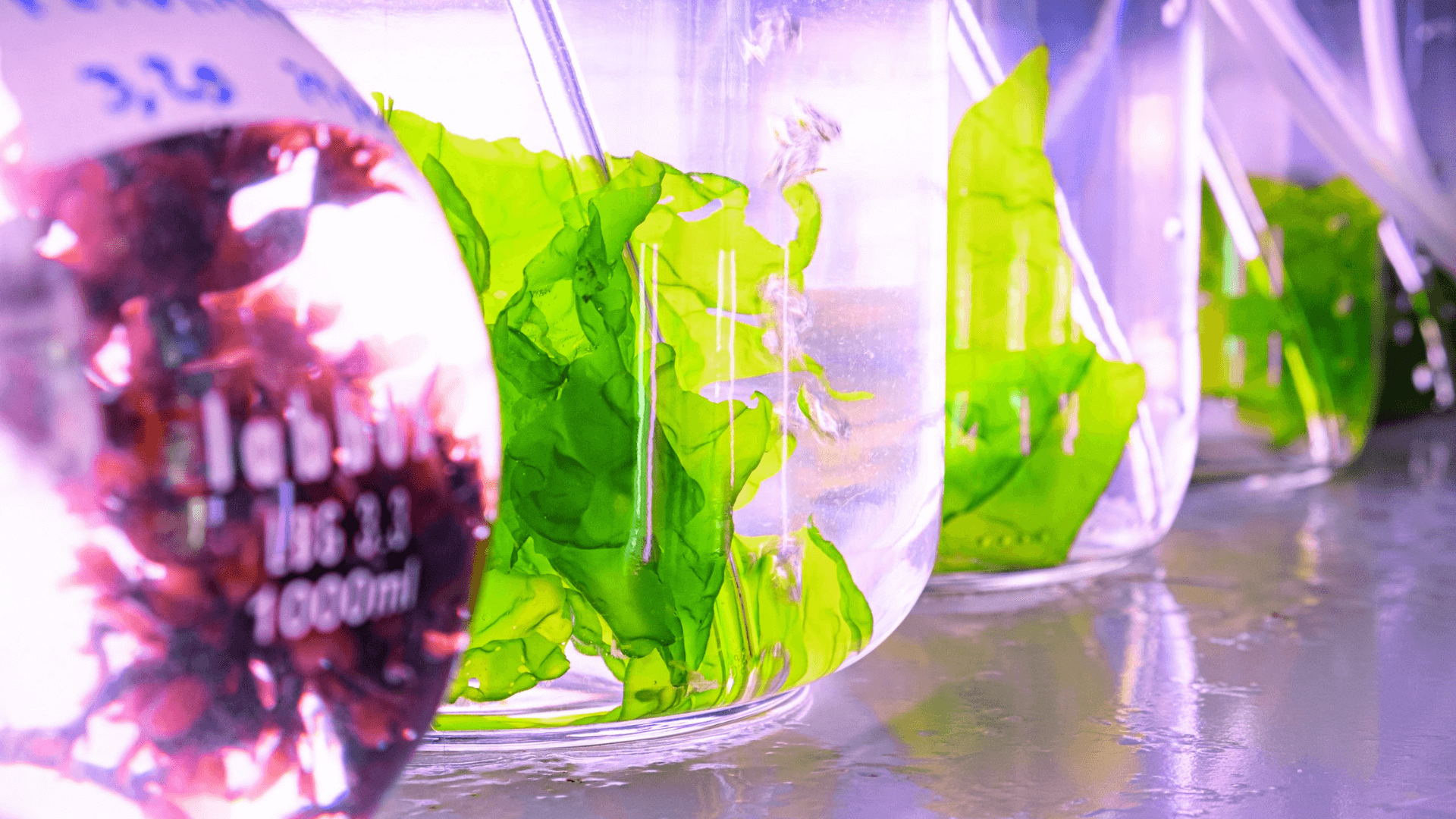 aquacultura