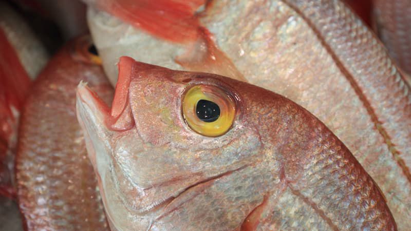 peixe
