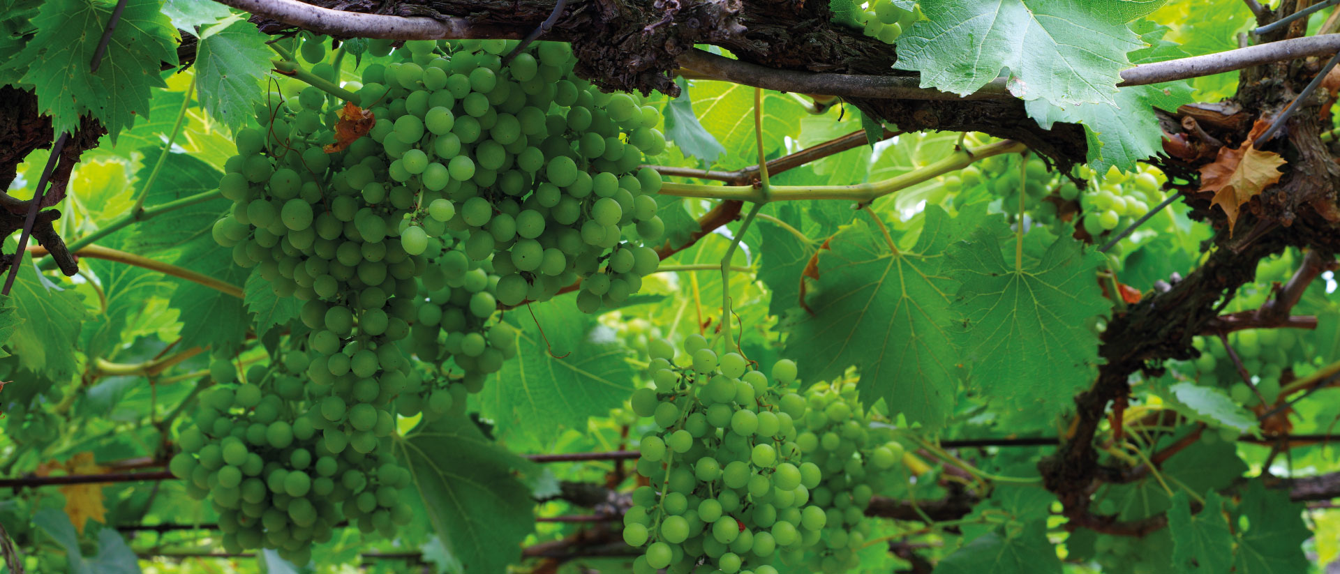 Portugal Wines Go Global - Algarve, Madeira and Azores Regions