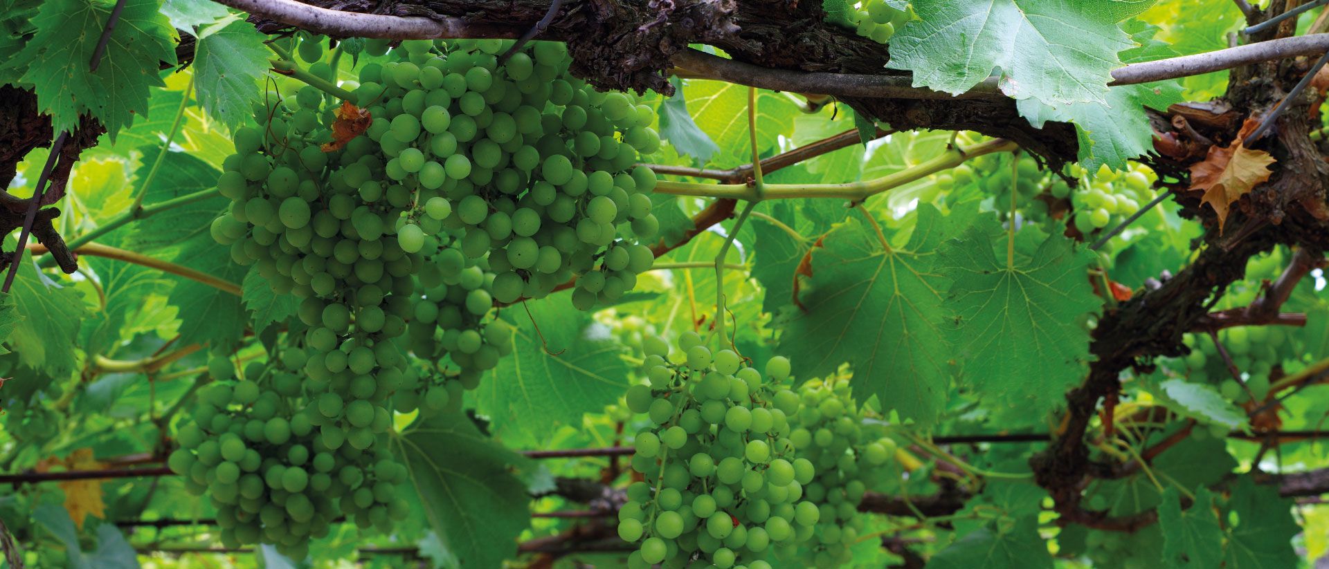 Uvas