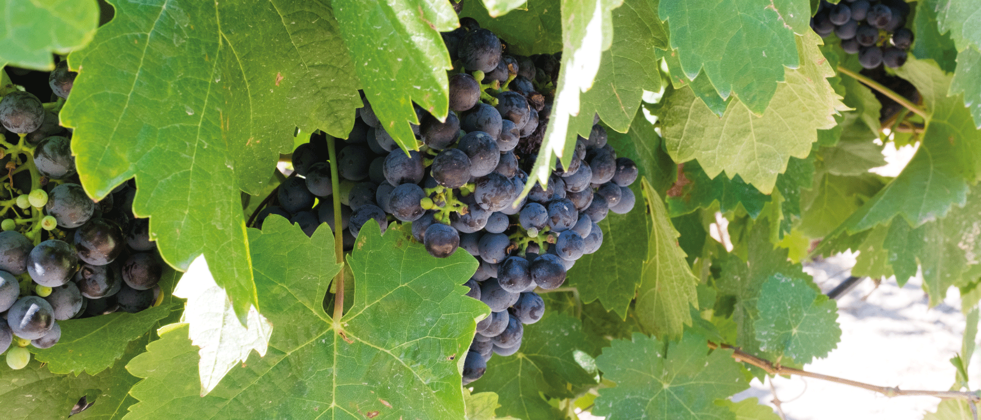 Uvas
