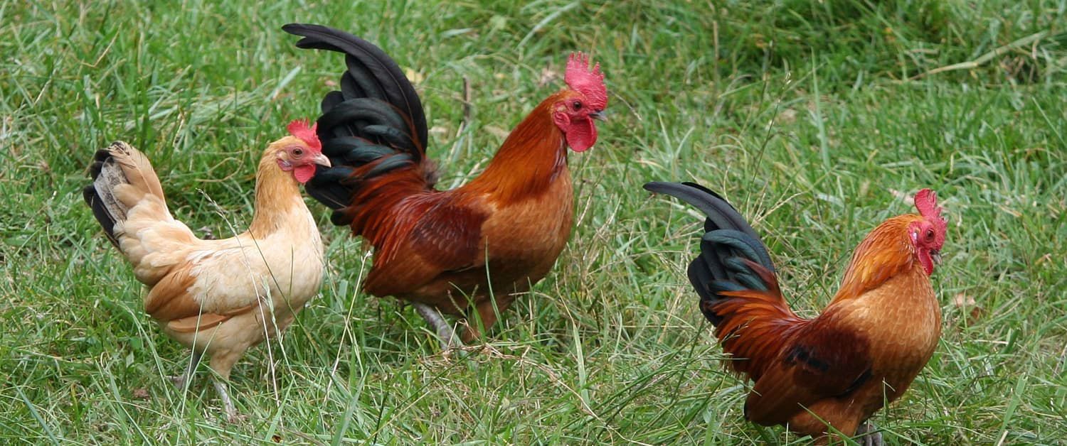 galinhas