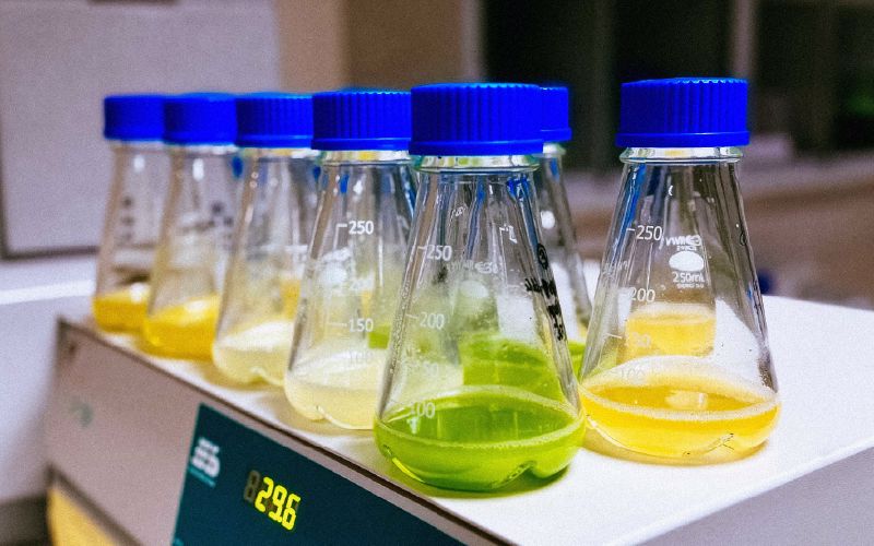 Microalgas 
