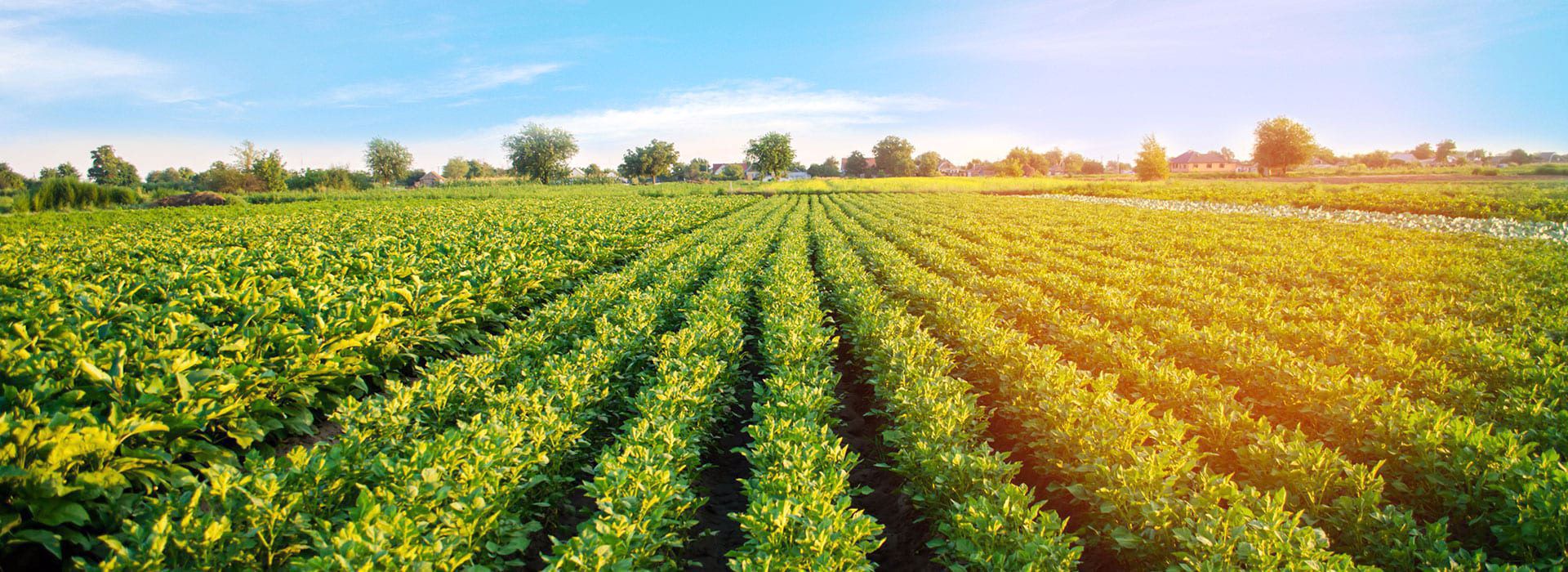 agricultura