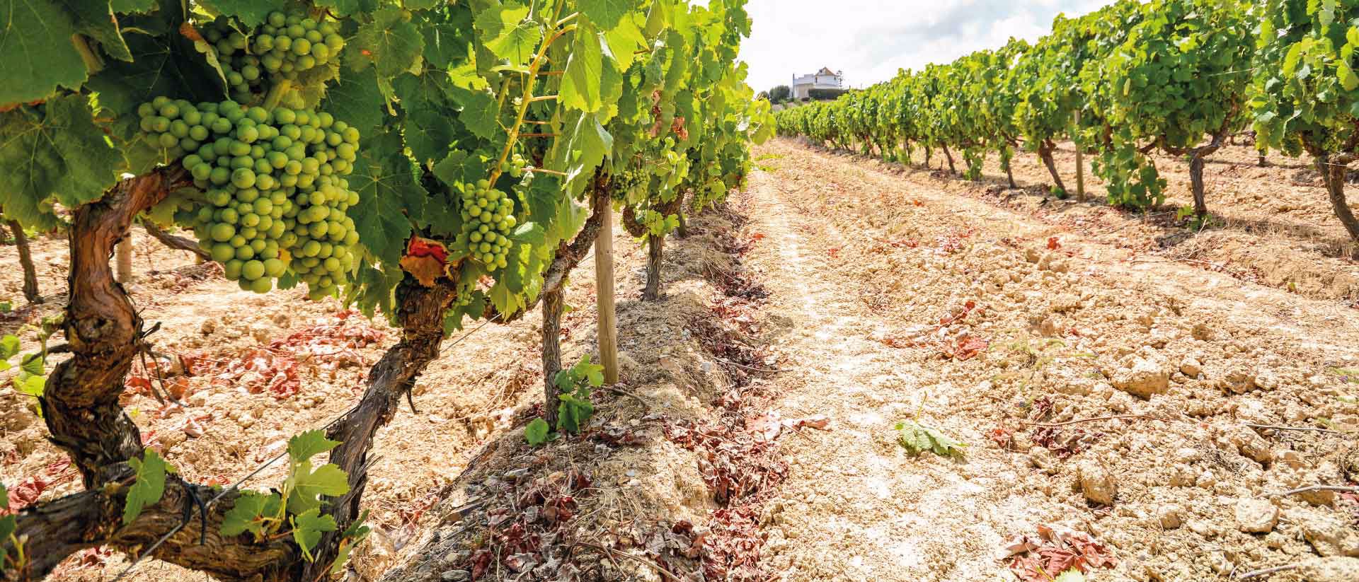 Alentejo Wines Go Global
